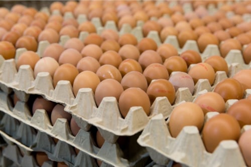 Eieren op karton