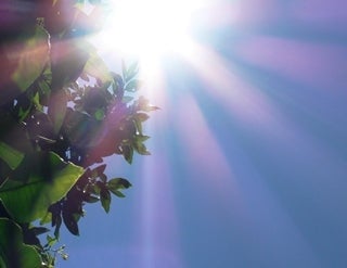 Zon die achter een boom vandaag komt