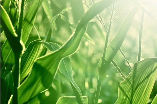 阳光照射绿色庄稼