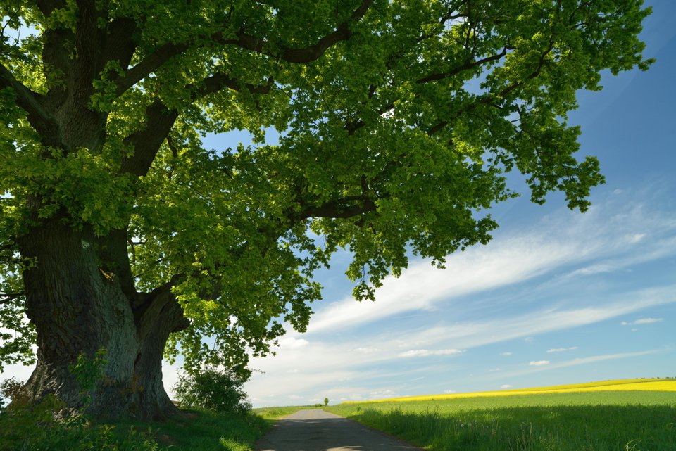 Tree in a green landscape