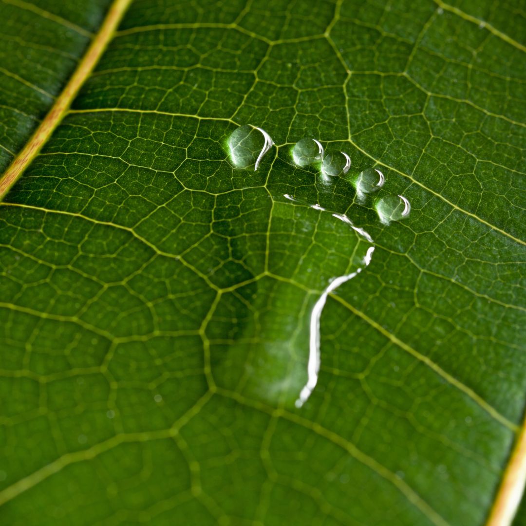 绿色叶子上面露水脚印