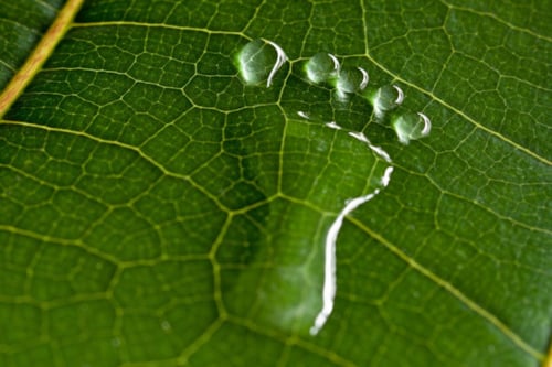 绿色叶子上面露水脚印