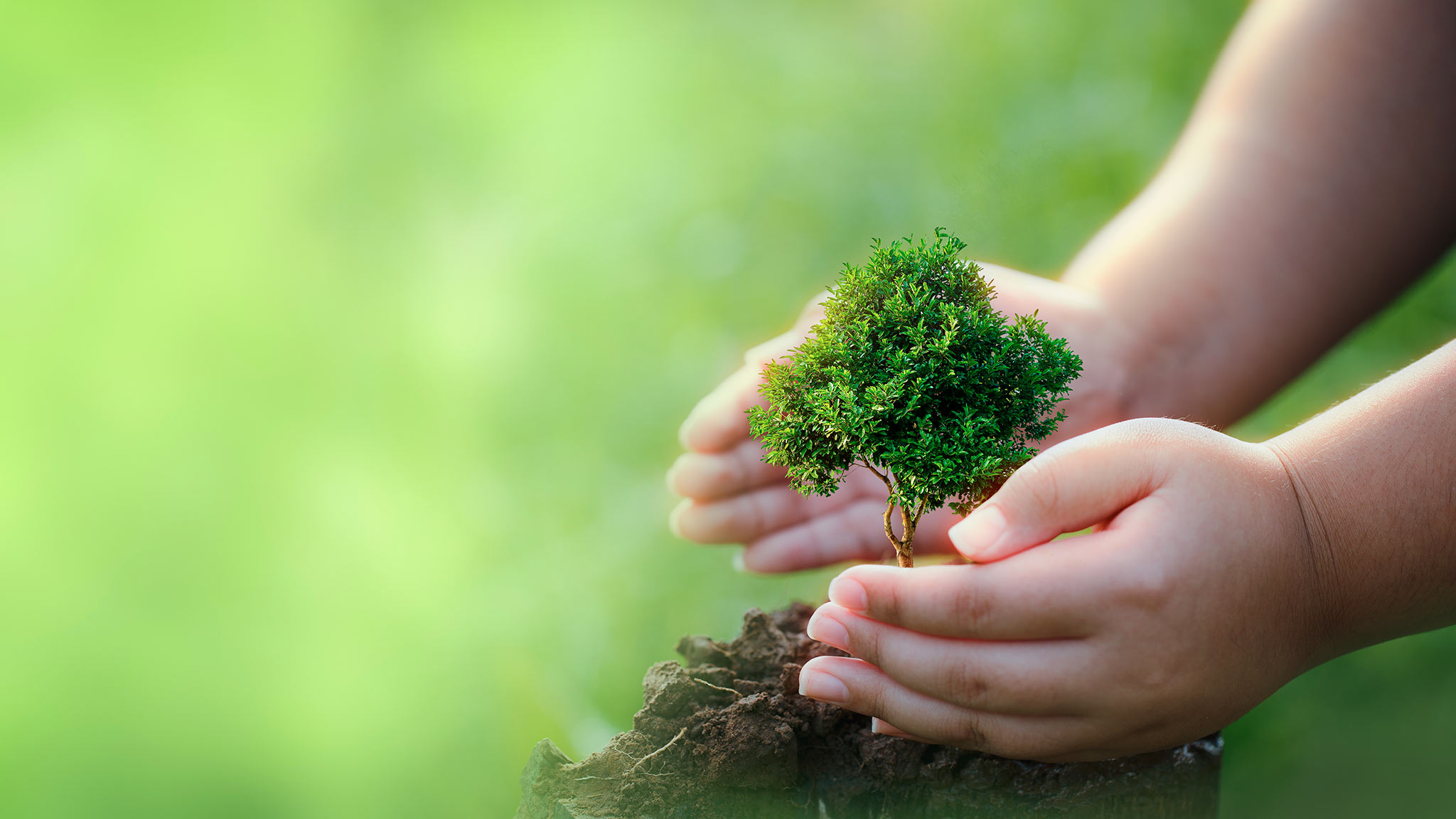 Två händer som håller om en växt.